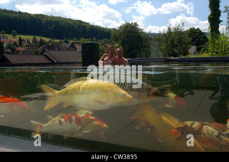 Koi-Teich in Nupsingen (Schweiz) Stockfoto