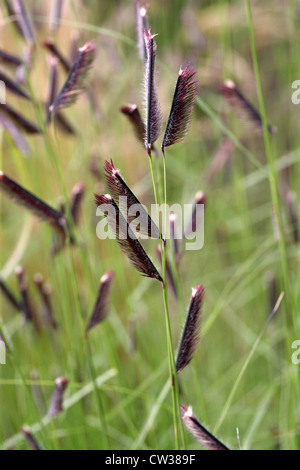 Blaues Grama Grass, Bouteloua Gracilis, Poaceae. Stammt aus der nordamerikanischen Prärie. Stockfoto