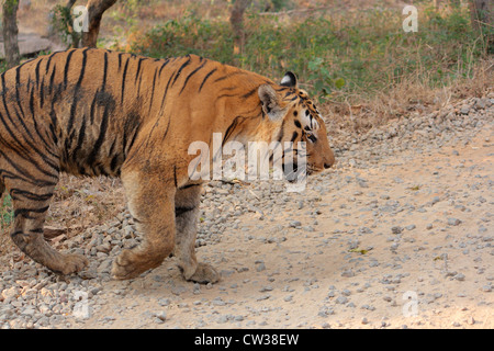 Bengal Tiger (Panthera Tigris Tigris) Bannerghatta Nationalpark, Karnataka, Indien Stockfoto