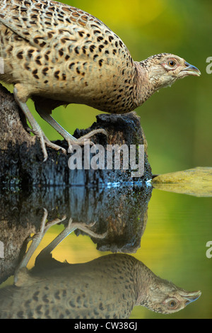 Gemeinsamen Fasan Female(Phasianus colchicus) hungrig Stockfoto