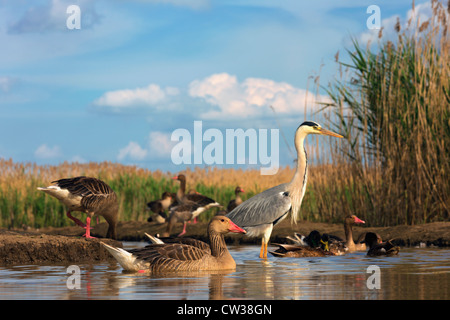 Graugans (Anser Anser) und grau Heron(Ardea cinerea) im Hintergrund. Hungrige Stockfoto