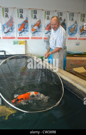 Koi Farm in Klingnau (Schweiz) Stockfoto