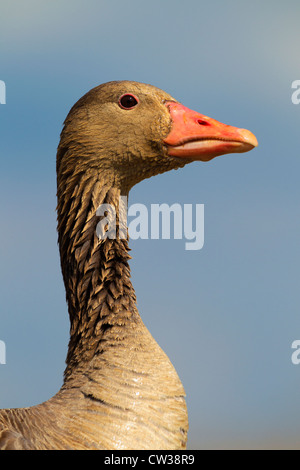 Graugans Goose(Anser anser) hungrig Stockfoto