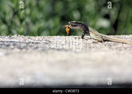 Podarcis muralis (gemeinsame Wand Eidechse) Jagd eine Wespe, Italien Stockfoto