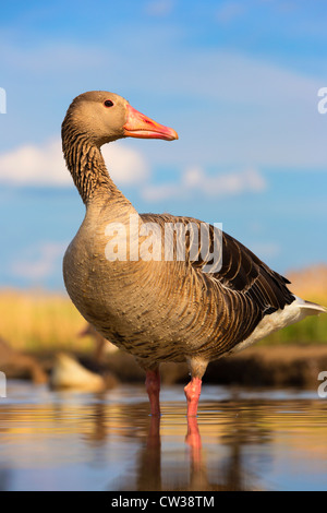 Graugans Goose(Anser anser) hungrig Stockfoto