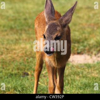 Porträt eines Rehe Babys Essen grass Stockfoto