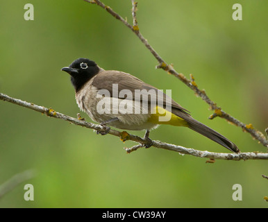 Brillentragende Bulbul Pycnonotus Xanthopygos auch als gelbe belüftete Bulbul thront auf Zweig Südtürkei Stockfoto