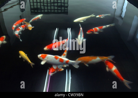 Koi Farm in Klingnau (Schweiz) Stockfoto