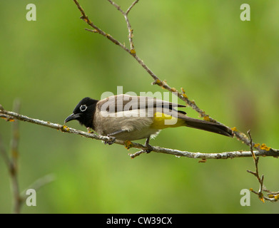 Brillentragende Bulbul Pycnonotus Xanthopygos auch als gelbe belüftete Bulbul thront auf Zweig Südtürkei Stockfoto