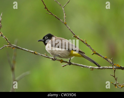 Brillentragende Bulbul Pycnonotus Xanthopygos auch als gelbe belüftete Bulbul thront auf Zweig Südtürkei Stockfoto