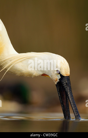 Eurasische Löffler (Platalea Leucorodia) auf Nahrungssuche. Hungrige Stockfoto