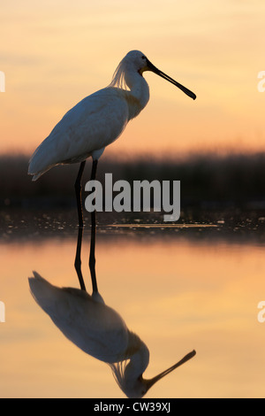 Eurasische Löffler (Platalea Leucorodia). Hungrige Stockfoto
