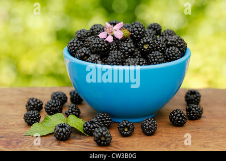 Brombeeren. Rubus Fruticosus. Stockfoto