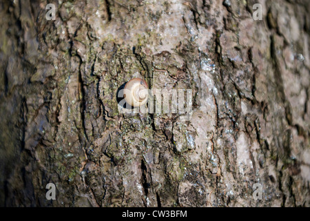 Erdbeere Schnecke Trichia striolata Stockfoto