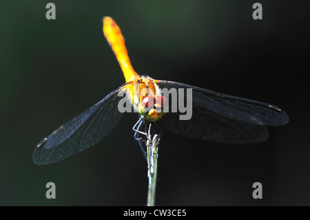 Eine gemeinsame Darter thront auf einem Toten Stamm UK Stockfoto