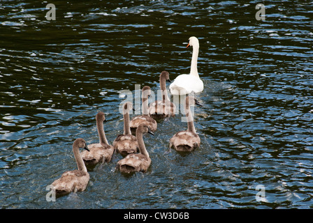 Schar von Höckerschwäne, sieben Cygnets Cygnus Olor, am Fluss Dart Stockfoto