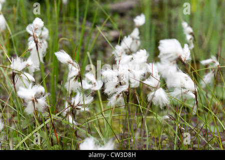 Gemeinsamen Wollgras - Wollgras angustifolium Stockfoto