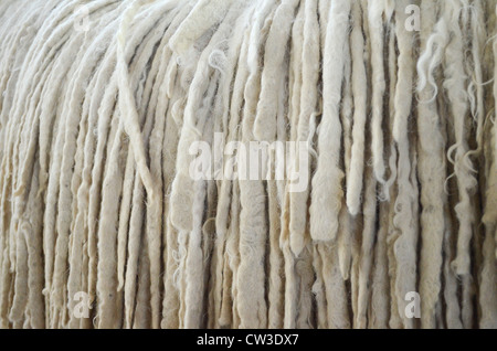 Die Komondor ist eine große, weiße ungarische Hunderasse Vieh Wächter mit einem lange, zottige Haarkleid. Nahaufnahme des Mantels Stockfoto
