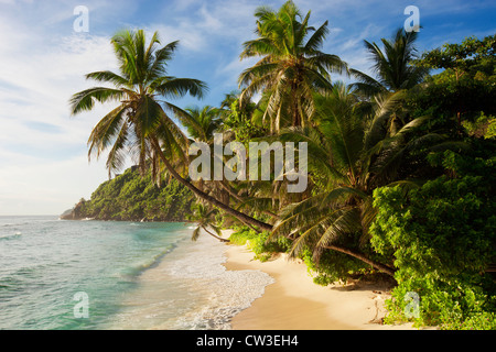 Schiefe Palmen am Strand, Cousine Island.Seychelles Stockfoto