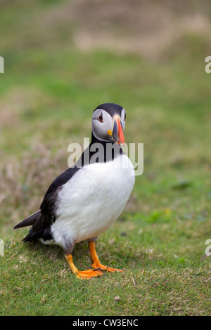 Papageitaucher auf Skomer Island, Pembrokeshire Nationalpark, Wales Cymru, United Kingdom, UK, Great Britain, GB Stockfoto