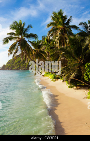 Schiefe Palmen am Strand, Cousine Island.Seychelles Stockfoto