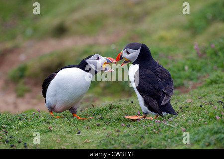 Zwei männliche Papageitaucher, Fratercula Arctica, kämpfen für einen Kumpel auf Skomer Island, Pembrokeshire Nationalpark, Wales Cymru, Stockfoto