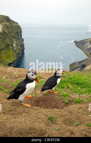 Papageitaucher, Fratercula Arctica, stehend durch Verschachtelung Fuchsbau auf Skomer Island, Pembrokeshire Nationalpark, Wales Cymru, Stockfoto