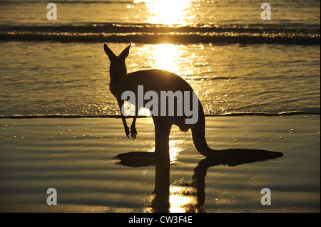 Silhouette australische östliche graue Känguru am Strand bei Sonnenaufgang, Cape Hillsborough, Mackay, North queensland Stockfoto
