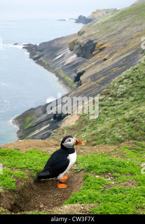 Atlantic Puffin, Fratercula Arctica, stehend durch Verschachtelung Fuchsbau auf Skomer Island, Pembrokeshire Nationalpark, Wales Stockfoto