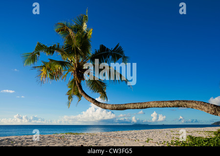 Schiefe Palmen am Strand, Cousine Island.Seychelles Stockfoto