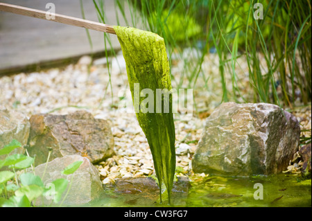 Hebe- und Decke Unkraut entfernen Stockfoto