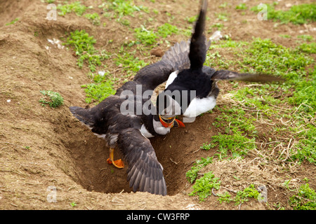 Zwei männliche Papageitaucher, Fratercula Arctica, kämpfen für einen Kumpel auf Skomer Island, Pembrokeshire Nationalpark, Wales Cymru, Stockfoto