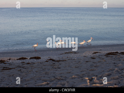 American White Ibis-Vögel an einem Strand in Sanibel Island Florida Stockfoto