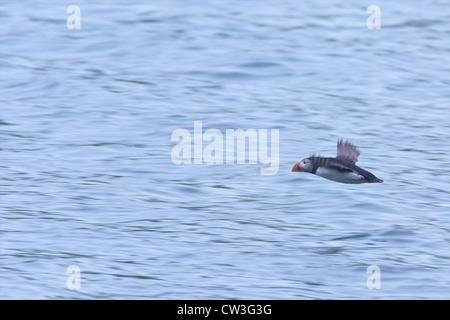 Papageitaucher Fratercula Arctica, im Flug über das Meer in der Nähe von Skomer Island, Pembrokeshire Nationalpark, Wales Cymru, UK Stockfoto