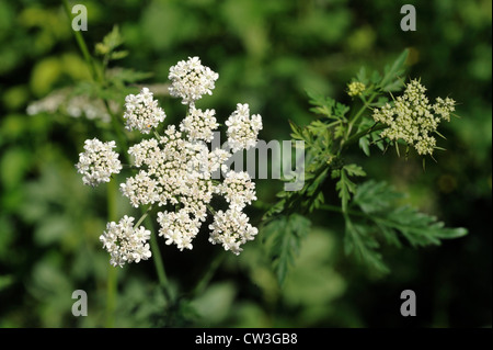 Dummkopfs Petersilie (Aethusa Cynapium) Blüte Dolde Stockfoto