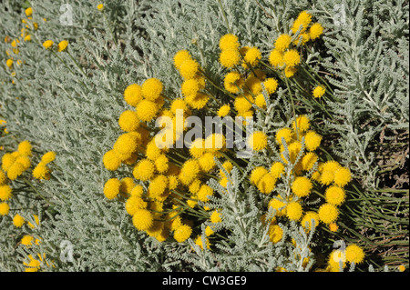 Baumwolle Lavendel (Heiligenkraut Chamaecyparissus) niedrigen strauchige Hecke in Blüte Stockfoto