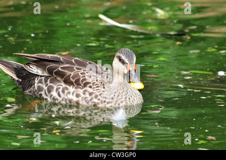 Indische Spot-billed Ente (Poecilorhyncha Poecilorhyncha) Stockfoto