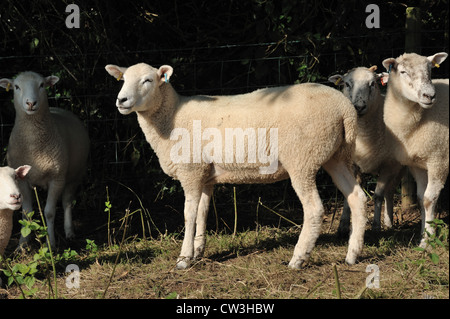 Poll Dorset Maultier Lammfell Mutterschafe Stockfoto