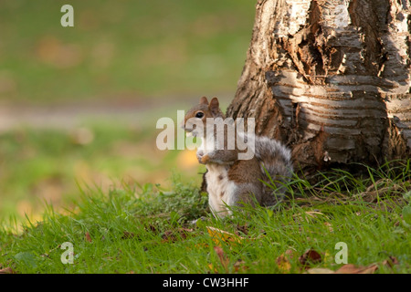 Ein Eichhörnchen, fotografiert in Nord-Wales. Stockfoto