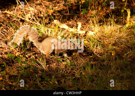 Ein Eichhörnchen, fotografiert in Nord-Wales. Stockfoto