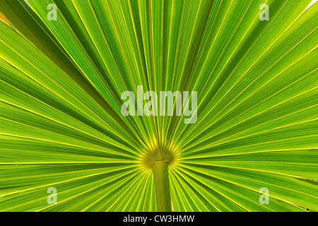 Nahaufnahme der Sägepalme Blatt Stockfoto