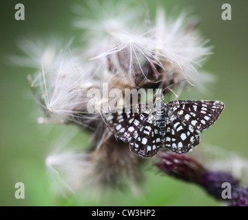 Eine kleine Schwarz-Weiß-Tagfalter, genannt Latticed Heath (Chiasmia clathrata), auf einem gemeinsamen Distelkernkopf, England, Großbritannien Stockfoto