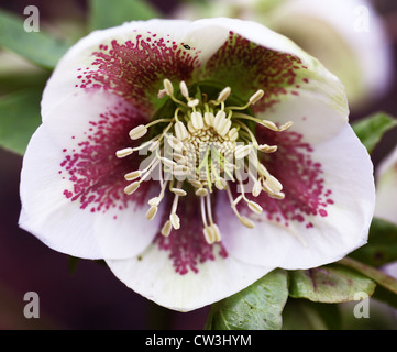 Eine Weihnachtsrose oder Fastenrose (Helleborus niger) Helleborus x hybridus 'SP Conny', eine Pukehou-Sorte, mehrjährige Blütenpflanze Stockfoto