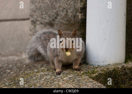 Ein Eichhörnchen, fotografiert in Nord-Wales. Stockfoto