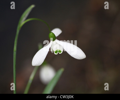 Schneeglöckchen oder gemeinsame Schneeglöckchen (Galanthus Nivalis) Stockfoto