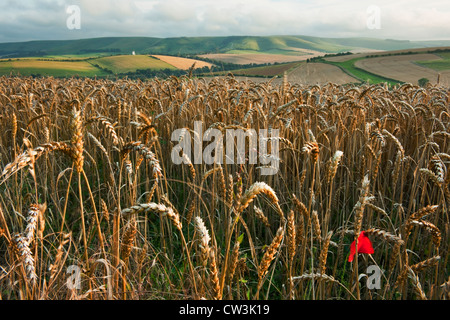 Blick in Richtung Kingston Grat auf den South Downs von Lewes, East Sussex, England, UK Stockfoto