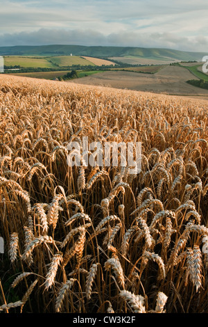 Blick in Richtung Kingston Grat auf den South Downs von Lewes, East Sussex, England, UK Stockfoto