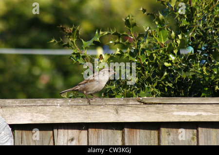 Rock-Spatz am Gartenzaun mit Holly im Hintergrund Petronia Petronia Ilex aquifolium Stockfoto