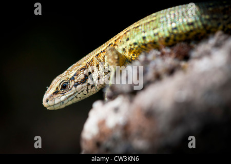 Gemeinen Eidechse in der Sonne aalen Stockfoto