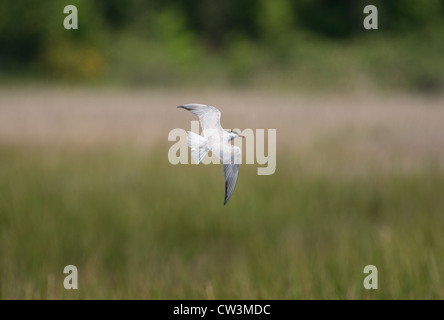 WEISSBART-SEESCHWALBE-Chlidonias Hybridus IN FLIGHT. Frankreich Stockfoto